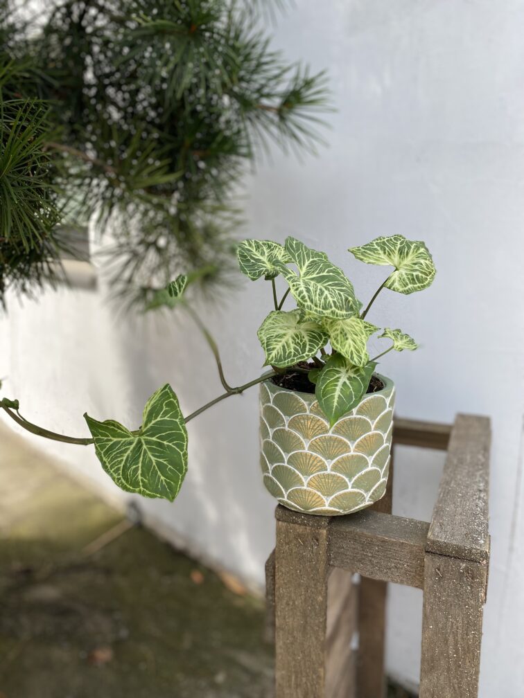 Zdjęcie rosliny doniczkowej Syngonium Batik, ujęcie 2