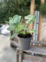 Zdjęcie rosliny doniczkowej Syngonium Batik, ujęcie 3