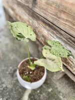 Zdjęcie rosliny doniczkowej Syngonium Grey Ghost, ujęcie 2