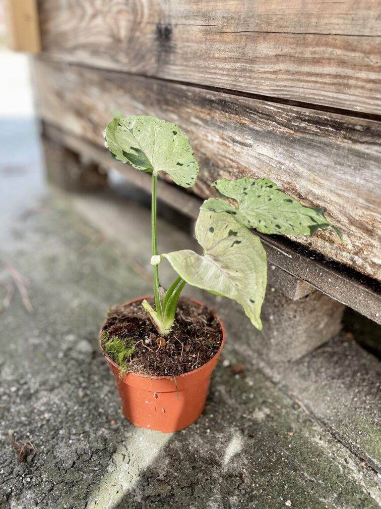 Zdjęcie rosliny doniczkowej Syngonium Grey Ghost, ujęcie 3