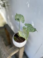 Zdjęcie rosliny doniczkowej Syngonium Grey Ghost, ujęcie 4