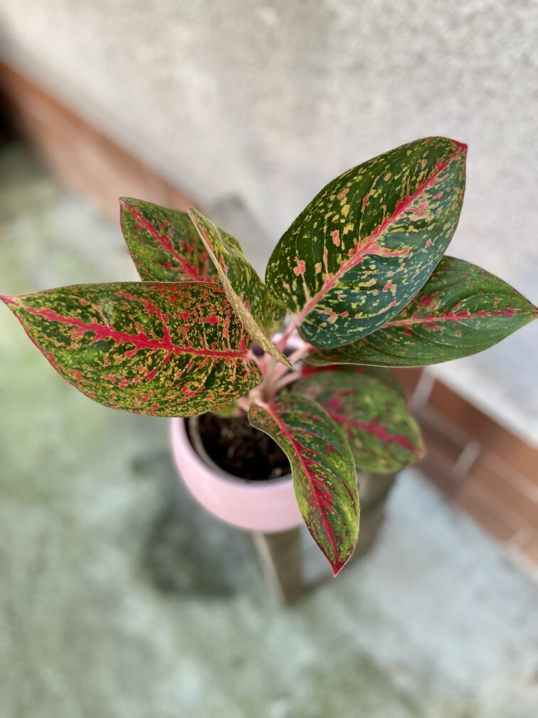 Zdjęcie rosliny doniczkowej Aglaonema Dark Star, ujęcie 1