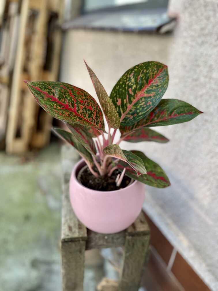 Zdjęcie rosliny doniczkowej Aglaonema Dark Star, ujęcie 2