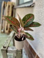 Zdjęcie rosliny doniczkowej Aglaonema Dark Star, ujęcie 3