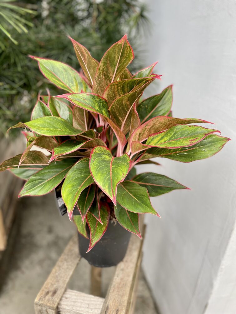 Zdjęcie rosliny doniczkowej Aglaonema King of Siam, ujęcie 1