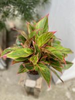 Zdjęcie rosliny doniczkowej Aglaonema King of Siam, ujęcie 2
