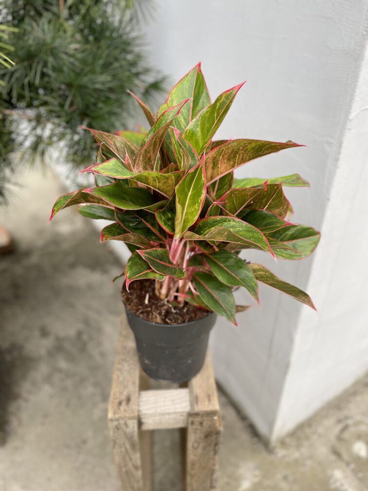 Zdjęcie rosliny doniczkowej Aglaonema King of Siam, ujęcie 3