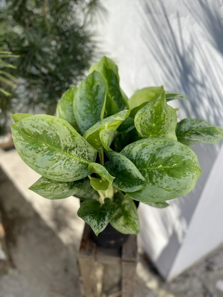 Zdjęcie rosliny doniczkowej Aglaonema Lemon Mint, ujęcie 1