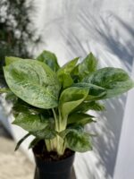 Zdjęcie rosliny doniczkowej Aglaonema Lemon Mint, ujęcie 2
