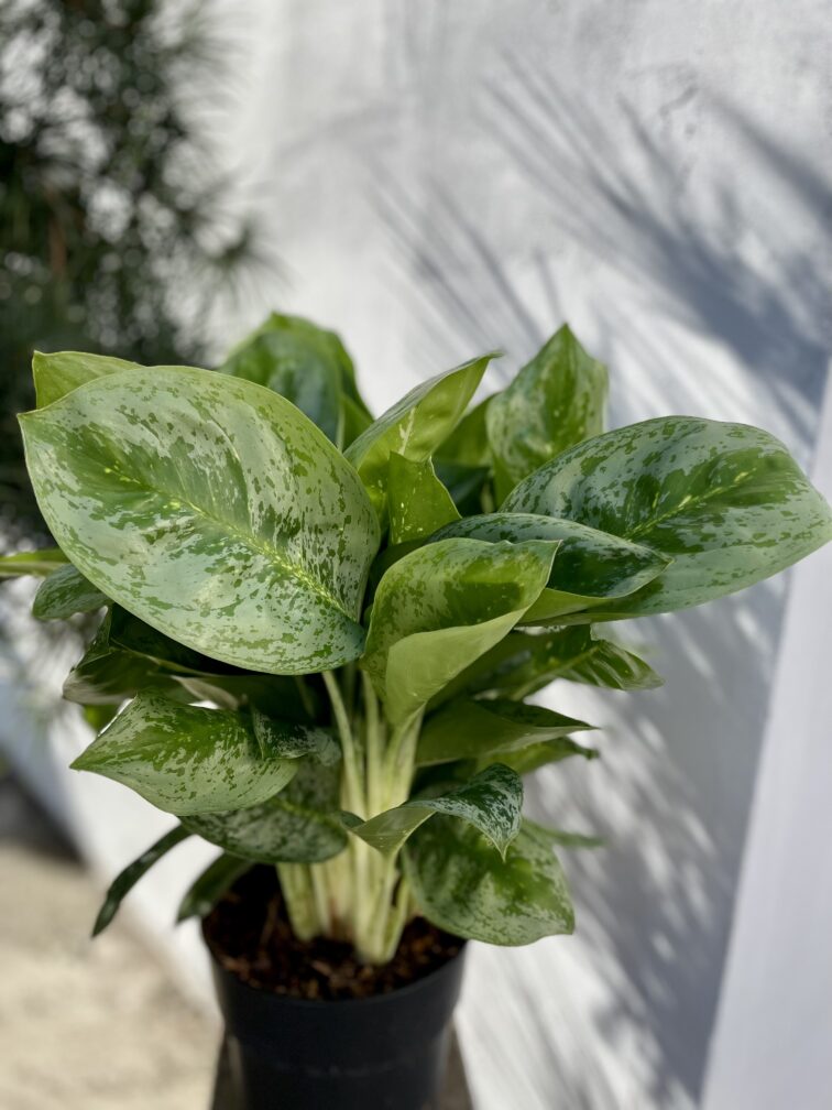 Zdjęcie rosliny doniczkowej Aglaonema Lemon Mint, ujęcie 2