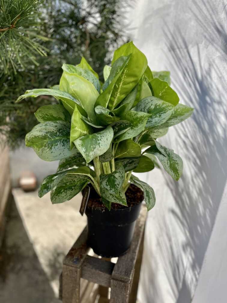 Zdjęcie rosliny doniczkowej Aglaonema Lemon Mint, ujęcie 3