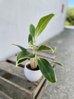 Zdjęcie rosliny doniczkowej Aglaonema Madagascar, ujęcie 1