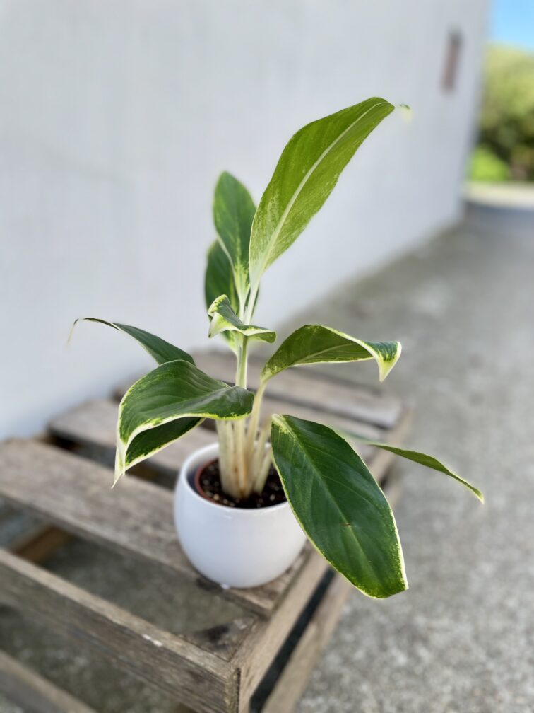 Zdjęcie rosliny doniczkowej Aglaonema Madagascar, ujęcie 1