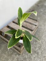 Zdjęcie rosliny doniczkowej Aglaonema Madagascar, ujęcie 2