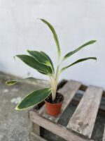 Zdjęcie rosliny doniczkowej Aglaonema Madagascar, ujęcie 3
