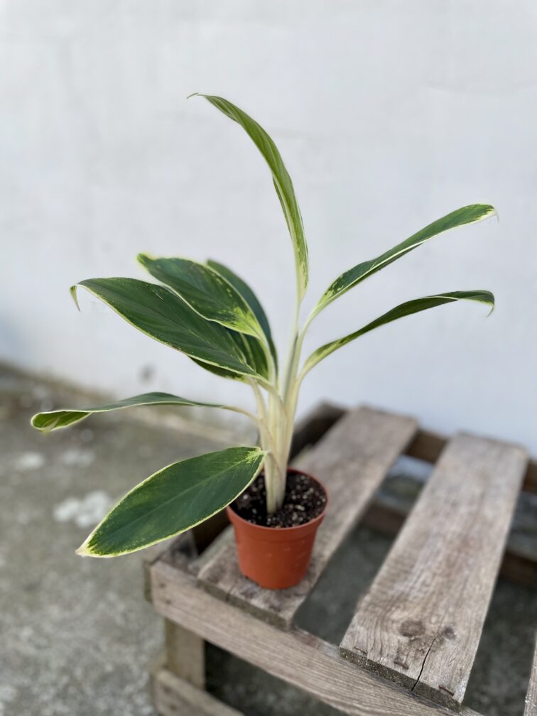 Zdjęcie rosliny doniczkowej Aglaonema Madagascar, ujęcie 3