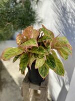 Zdjęcie rosliny doniczkowej Aglaonema Salmon Fantasy, ujęcie 1