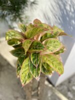 Zdjęcie rosliny doniczkowej Aglaonema Salmon Fantasy, ujęcie 2