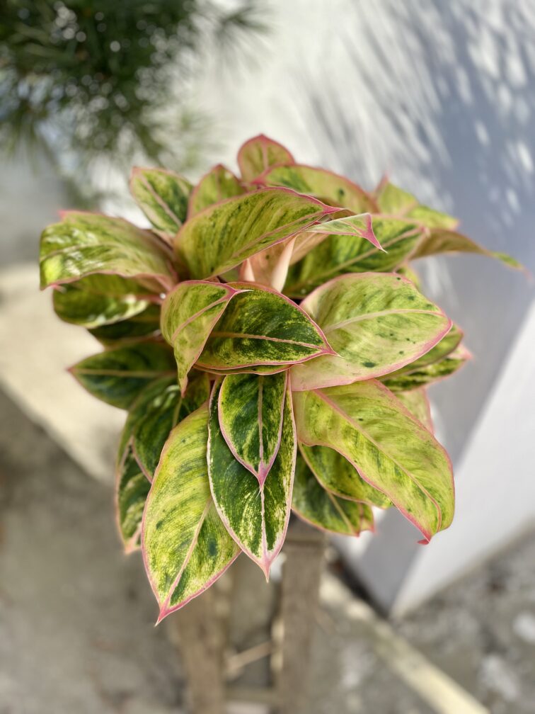 Zdjęcie rosliny doniczkowej Aglaonema Salmon Fantasy, ujęcie 2