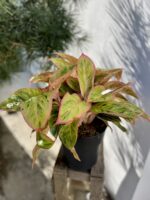 Zdjęcie rosliny doniczkowej Aglaonema Salmon Fantasy, ujęcie 3
