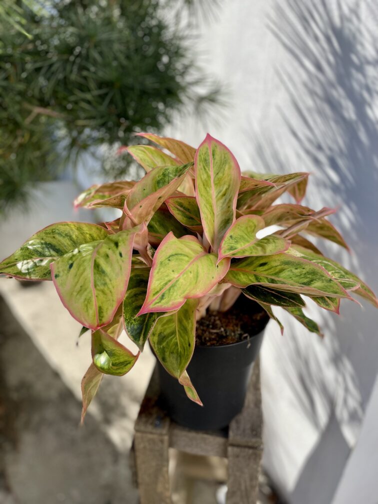 Zdjęcie rosliny doniczkowej Aglaonema Salmon Fantasy, ujęcie 3