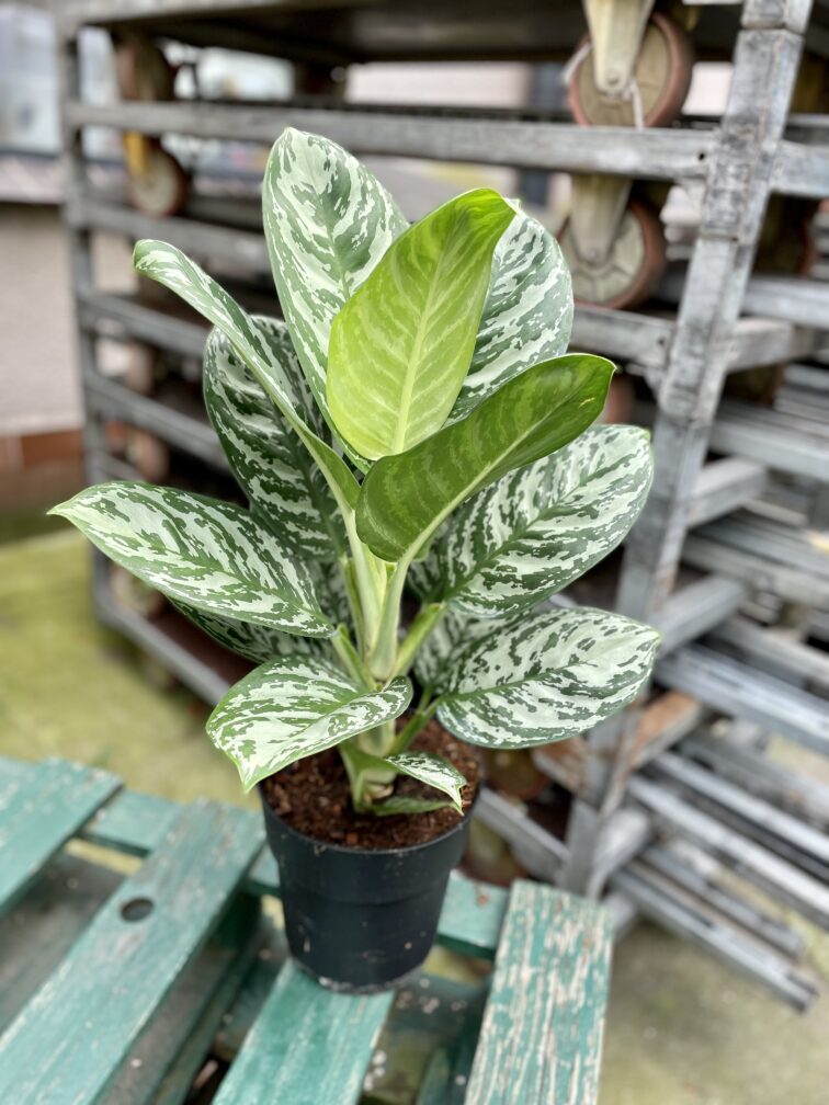 Zdjęcie rosliny doniczkowej Aglaonema Silver Jungle, ujęcie 1
