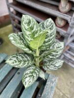Zdjęcie rosliny doniczkowej Aglaonema Silver Jungle, ujęcie 2