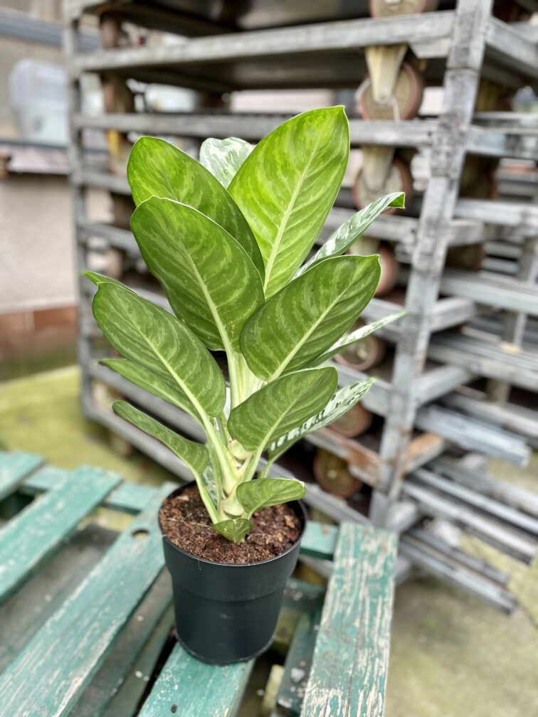 Zdjęcie rosliny doniczkowej Aglaonema Silver Jungle, ujęcie 3