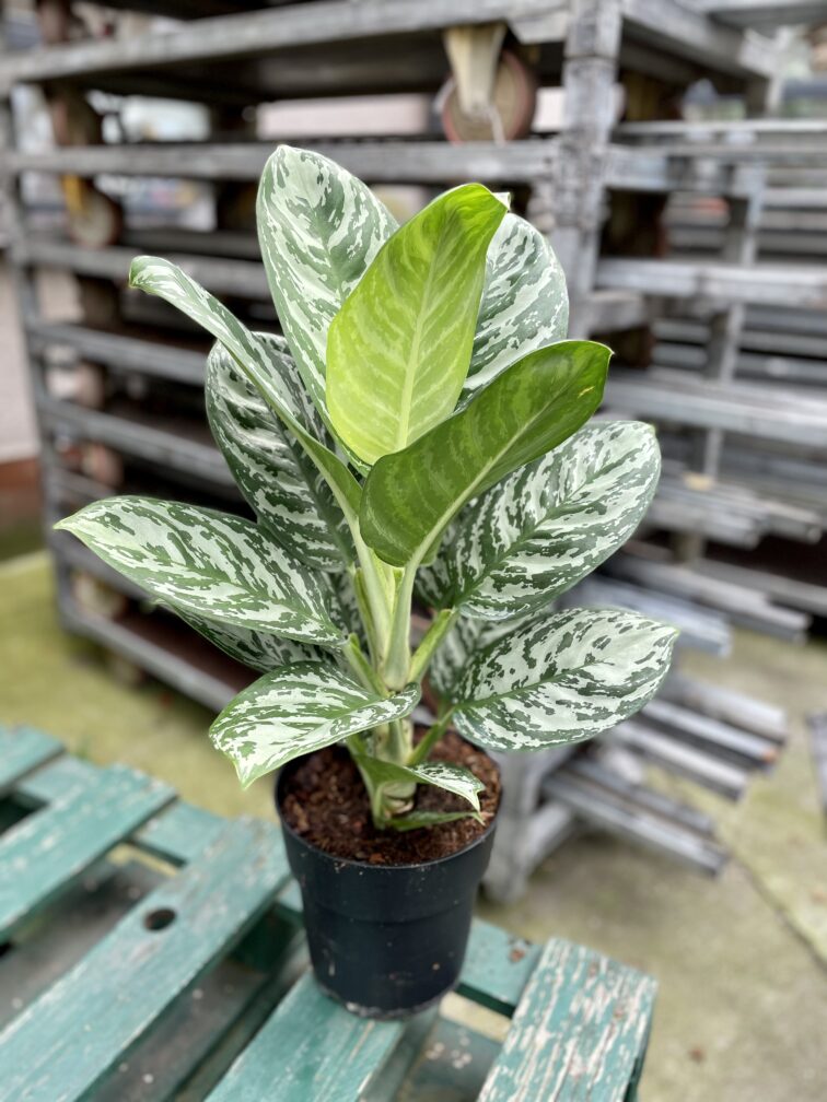 Zdjęcie rosliny doniczkowej Aglaonema Silver Jungle, ujęcie 4