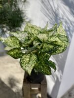 Zdjęcie rosliny doniczkowej Aglaonema Snow White, ujęcie 1