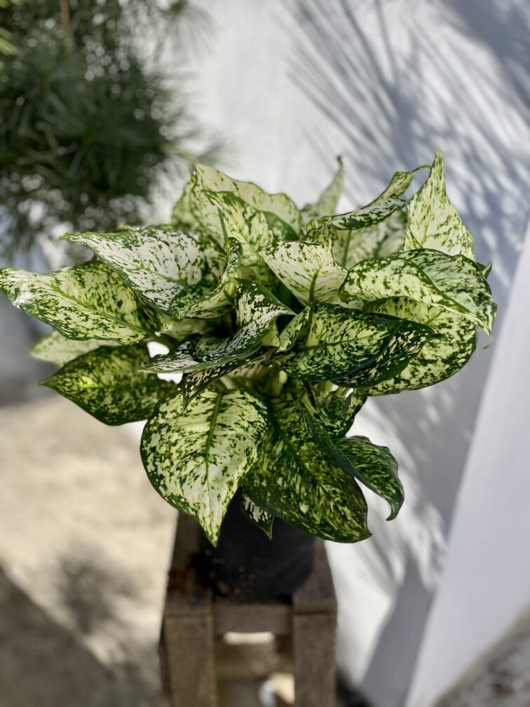 aglaonema-snow-white_19x40-1_1695987732.jpg Zdjęcie rosliny doniczkowej Aglaonema Snow White, ujęcie 1