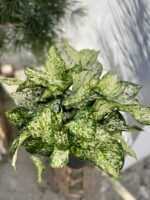 Zdjęcie rosliny doniczkowej Aglaonema Snow White, ujęcie 2