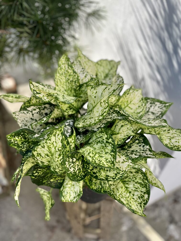 Zdjęcie rosliny doniczkowej Aglaonema Snow White, ujęcie 2