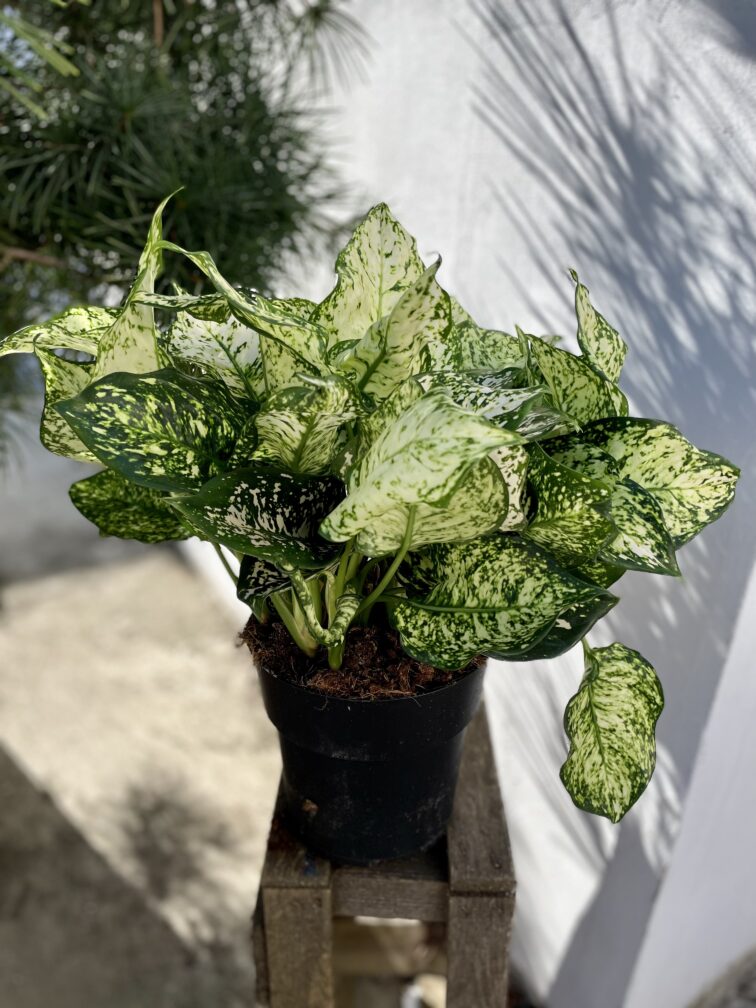 Zdjęcie rosliny doniczkowej Aglaonema Snow White, ujęcie 3