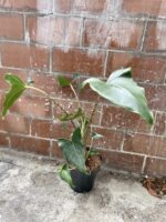 Zdjęcie rosliny doniczkowej Alocasia Zebrina, ujęcie 1