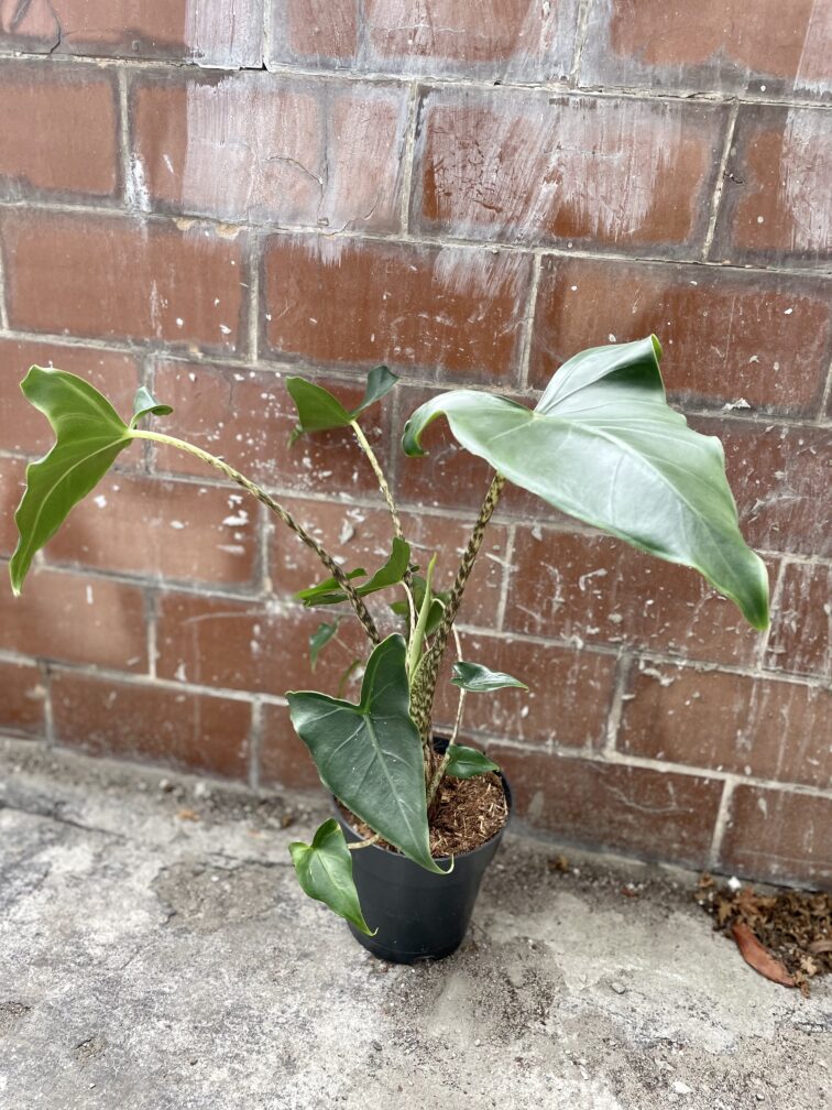 Zdjęcie rosliny doniczkowej Alocasia Zebrina, ujęcie 1