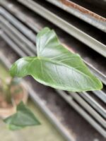 Zdjęcie rosliny doniczkowej Alocasia Zebrina, ujęcie 2