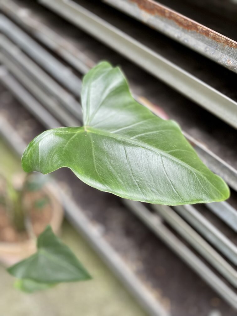Zdjęcie rosliny doniczkowej Alocasia Zebrina, ujęcie 2