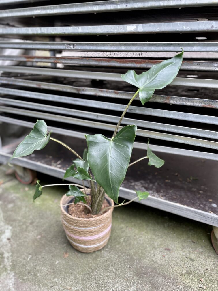 Zdjęcie rosliny doniczkowej Alocasia Zebrina, ujęcie 3