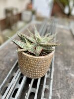 Zdjęcie rosliny doniczkowej Aloe vera Red Shade, ujęcie 1