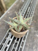 Zdjęcie rosliny doniczkowej Aloe vera Red Shade, ujęcie 2