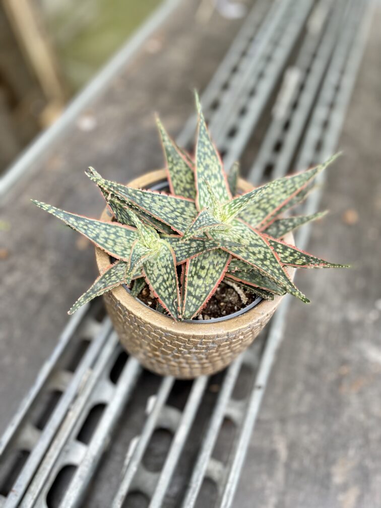 Zdjęcie rosliny doniczkowej Aloe vera Red Shade, ujęcie 2