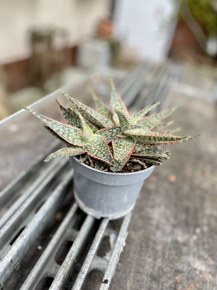 Zdjęcie rosliny doniczkowej Aloe vera Red Shade, ujęcie 3