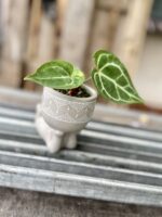 Zdjęcie rosliny doniczkowej Anthurium crystallinum, ujęcie 1