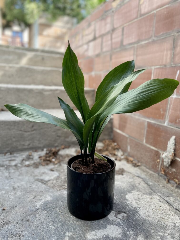 aspidistra-elatior_13x50-1_1694169511.jpg Zdjęcie rosliny doniczkowej Aspidistra elatior, ujęcie 1