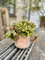 Zdjęcie rosliny doniczkowej Begonia rex Tiger Paws, ujęcie 1