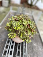 Zdjęcie rosliny doniczkowej Begonia rex Tiger Paws, ujęcie 2