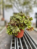 Zdjęcie rosliny doniczkowej Begonia rex Tiger Paws, ujęcie 3