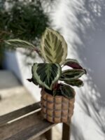 Zdjęcie rosliny doniczkowej Calathea Marion (Kalatea), ujęcie 1