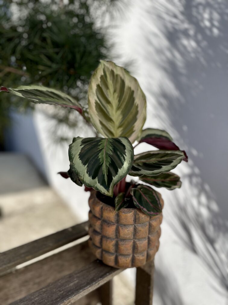 Zdjęcie rosliny doniczkowej Calathea Marion (Kalatea), ujęcie 1